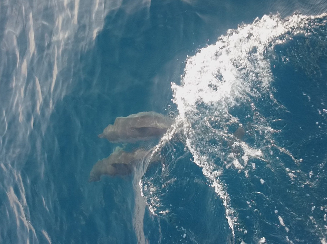 Mirissa Whale Watching Club-美蕊沙必去景点