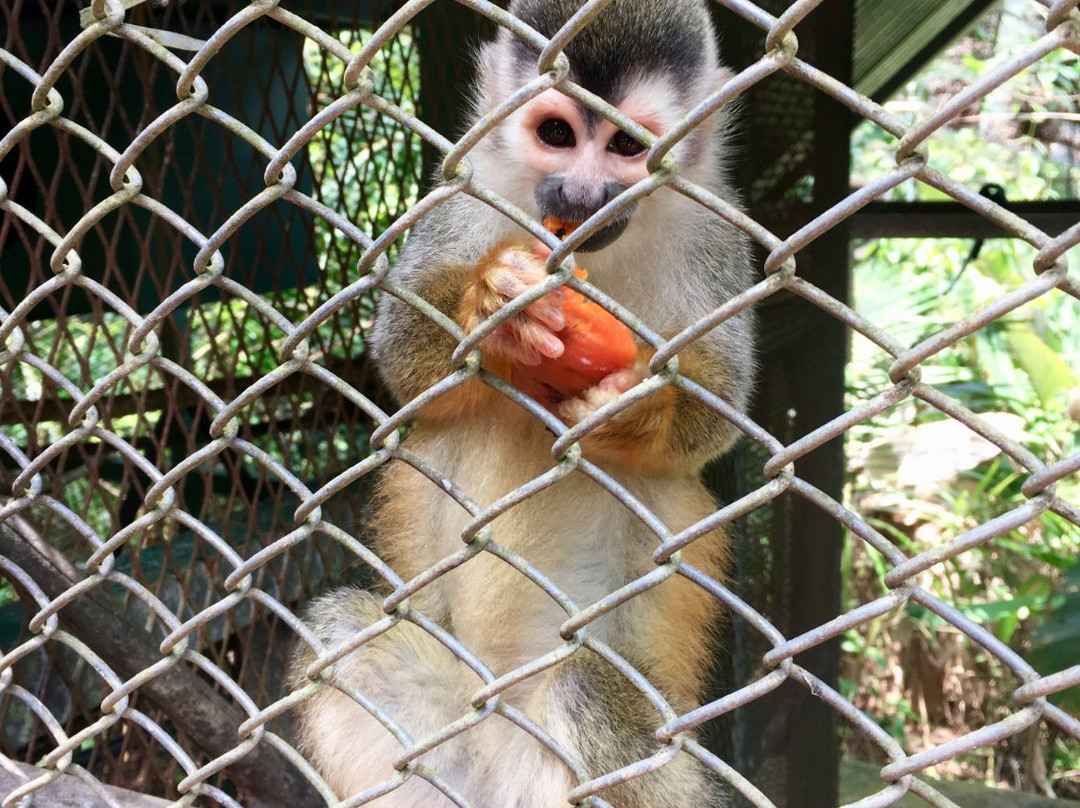 KSTR Monkey Tour景点图片