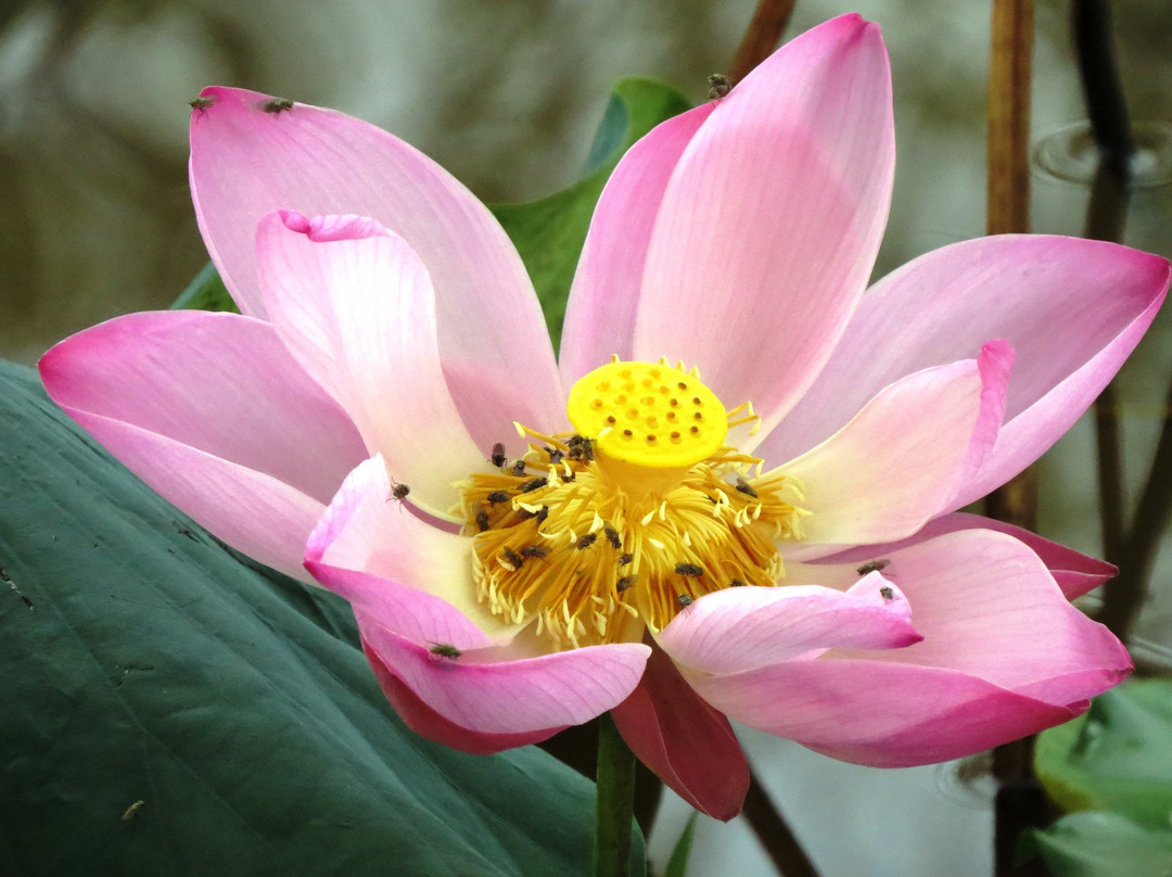 Tram Chim National Park-Cao Lanh必去景点