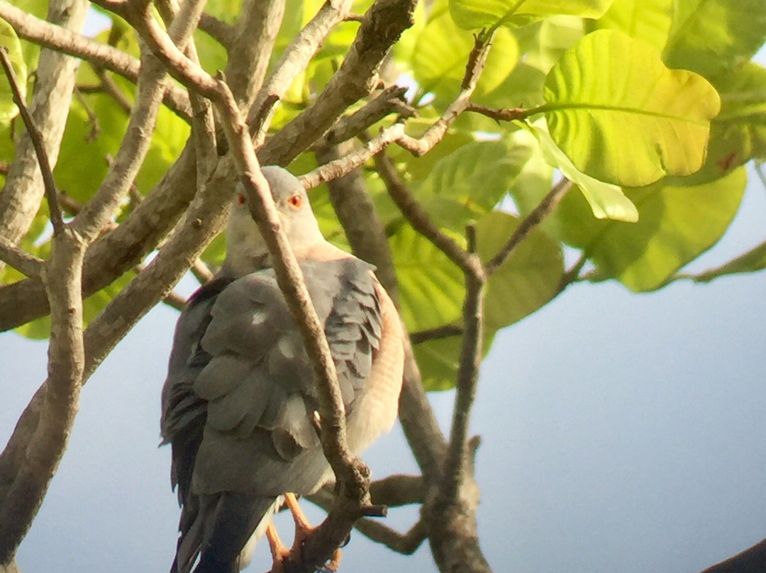 Best Bird Watching Gambia-Bijilo必去景点
