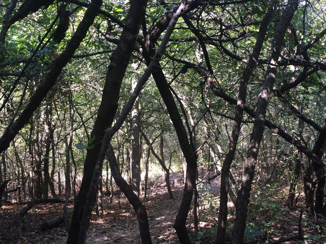 Arbor Hills Nature Preserve景点图片