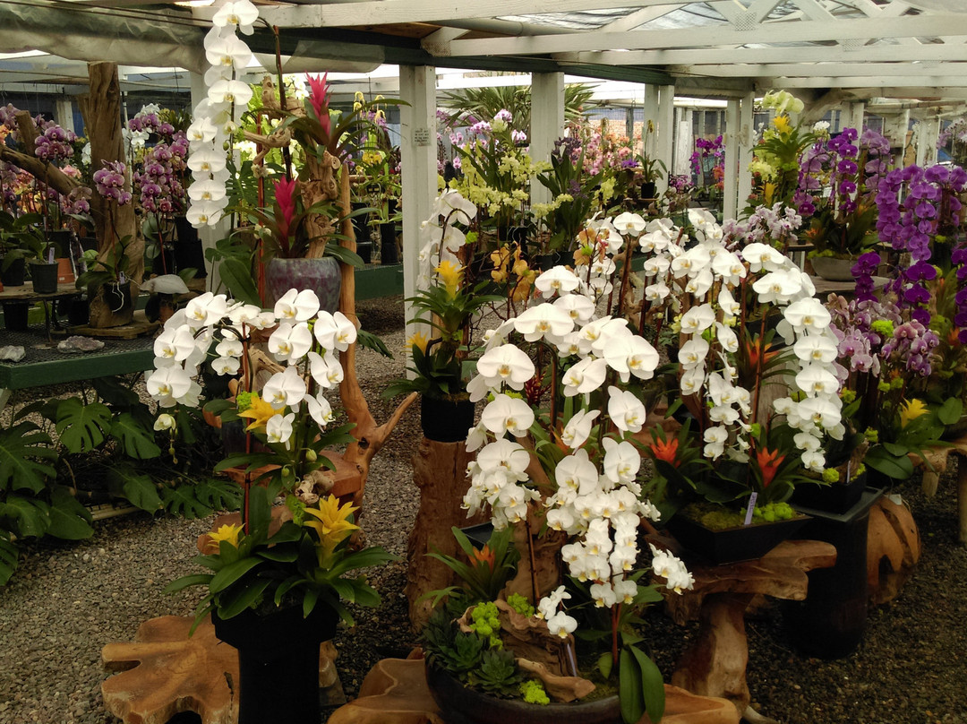 Cal Pacific Orchid Farm-恩西尼塔斯必去景点