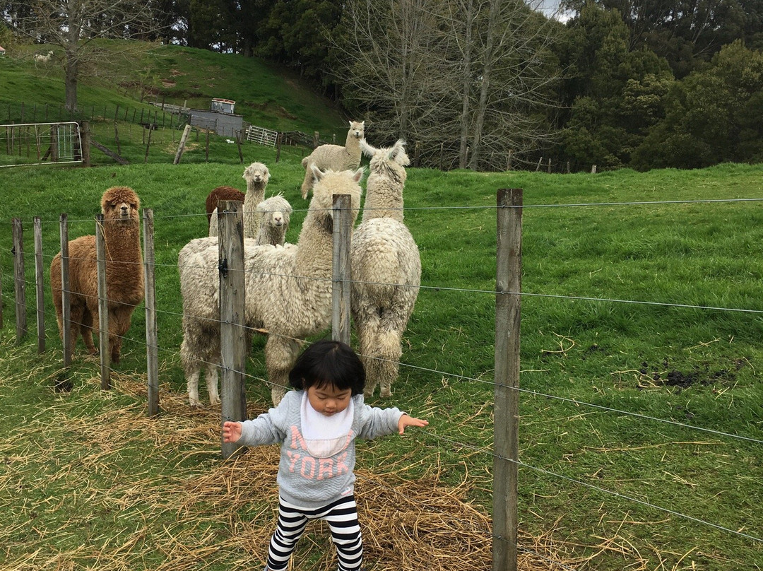 Surico Alpaca景点图片