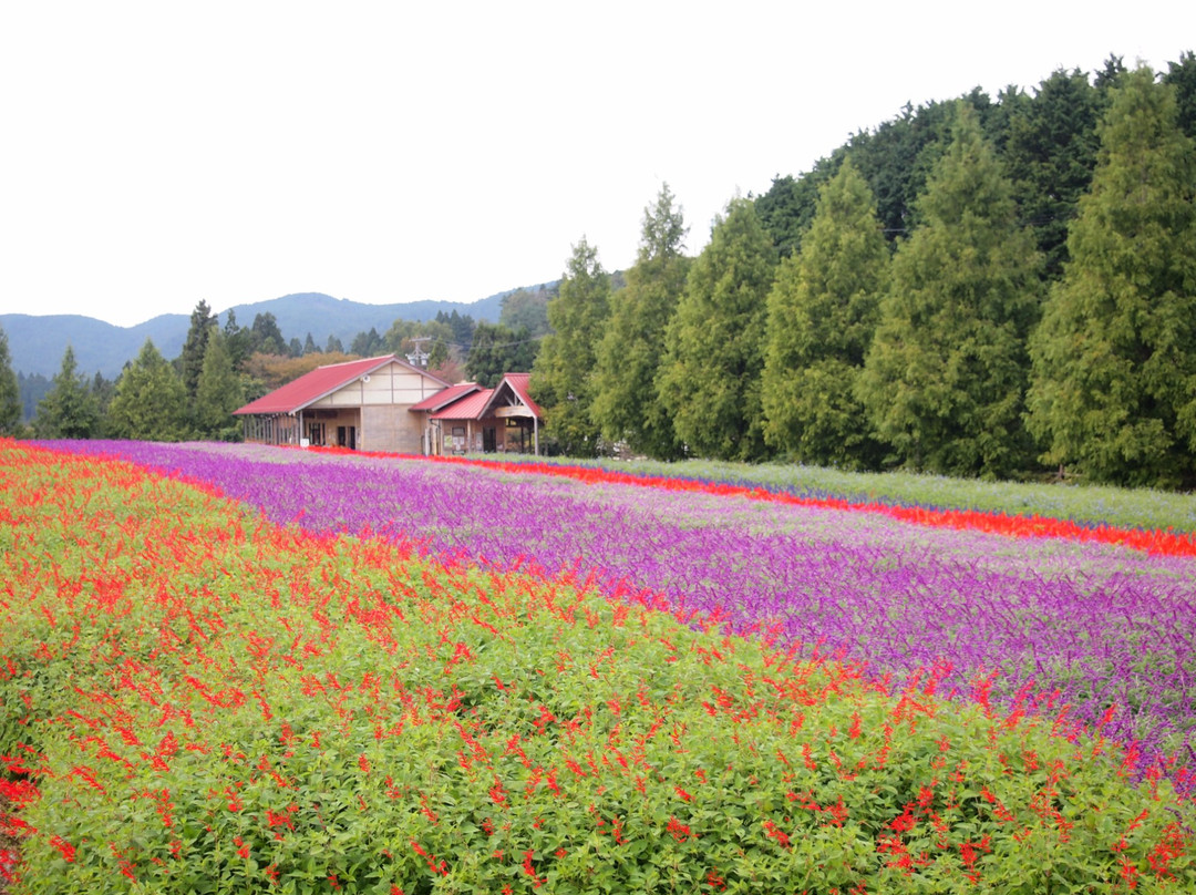 Menard Aoyama Resort Herb Garden景点图片