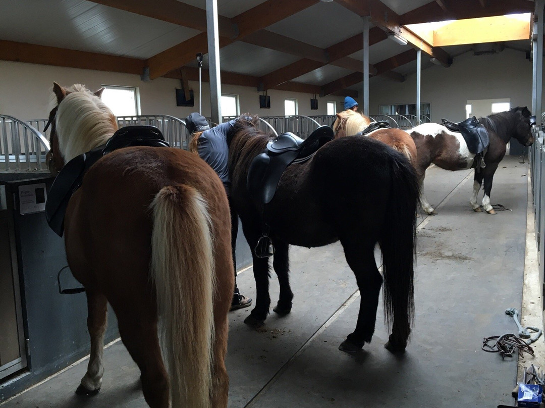 Stori-Bakki Riding Tours-埃伊尔斯塔济必去景点