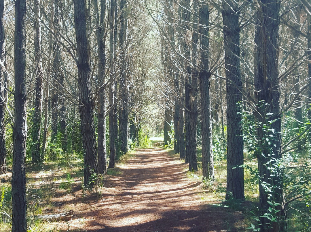 Armidale Pine Forest景点图片