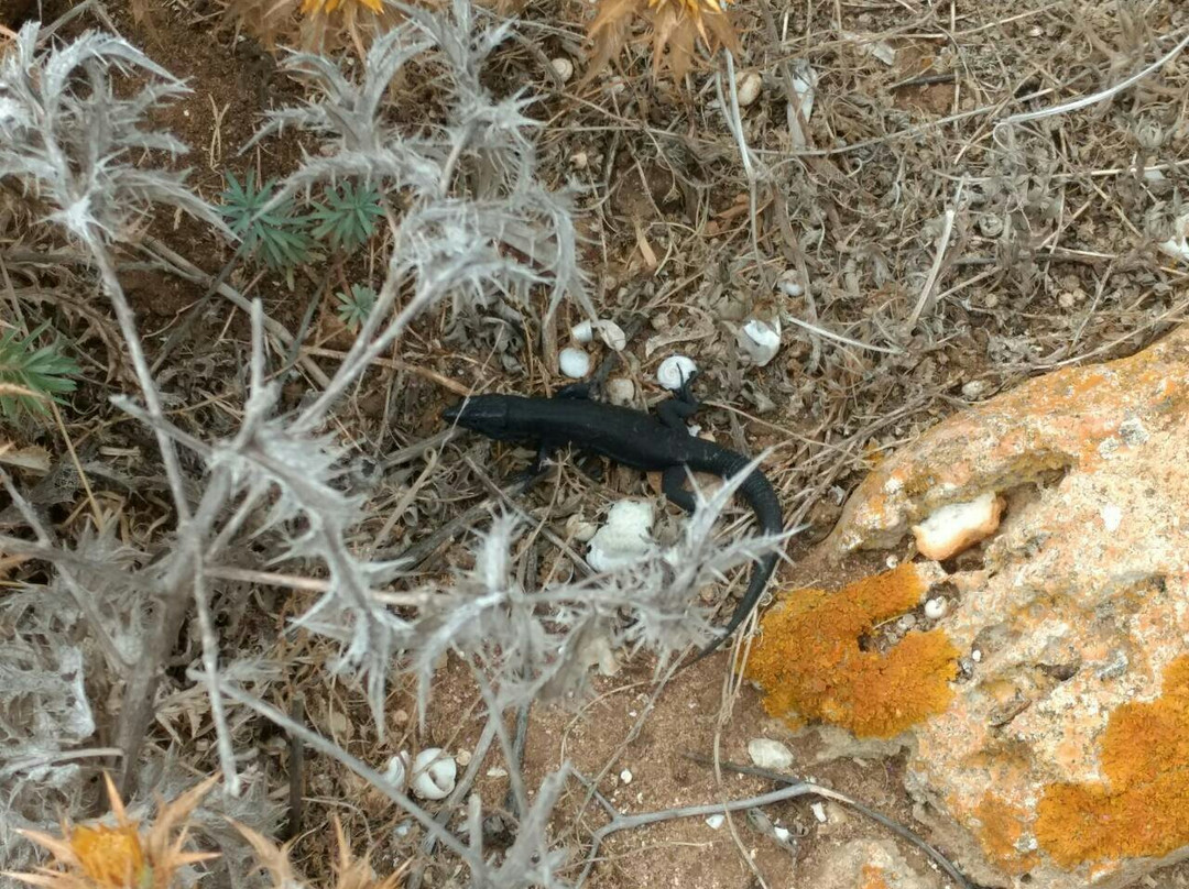 BlackLizzard-Sant Lluis必去景点