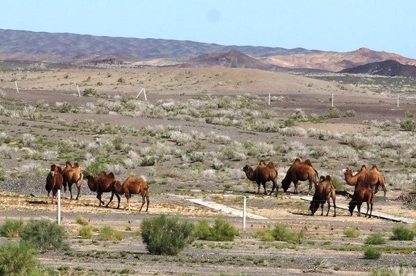 原始胡杨林-木垒哈萨克自治县必去景点