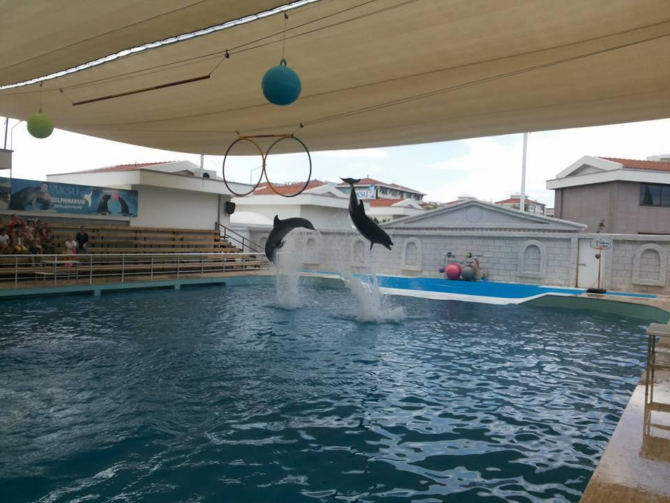 Aksu Dolphinarium景点图片