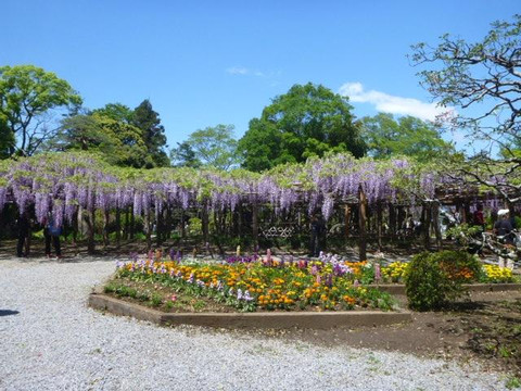 Ushijima no Fuji-春日部市必去景点