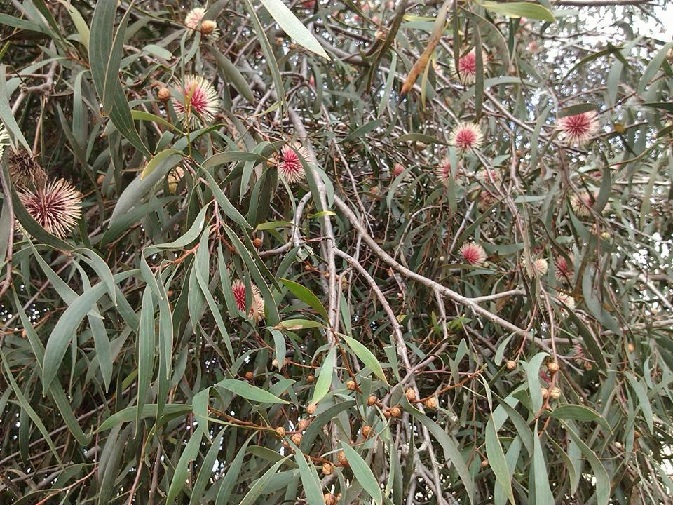 Heysen Trail景点图片