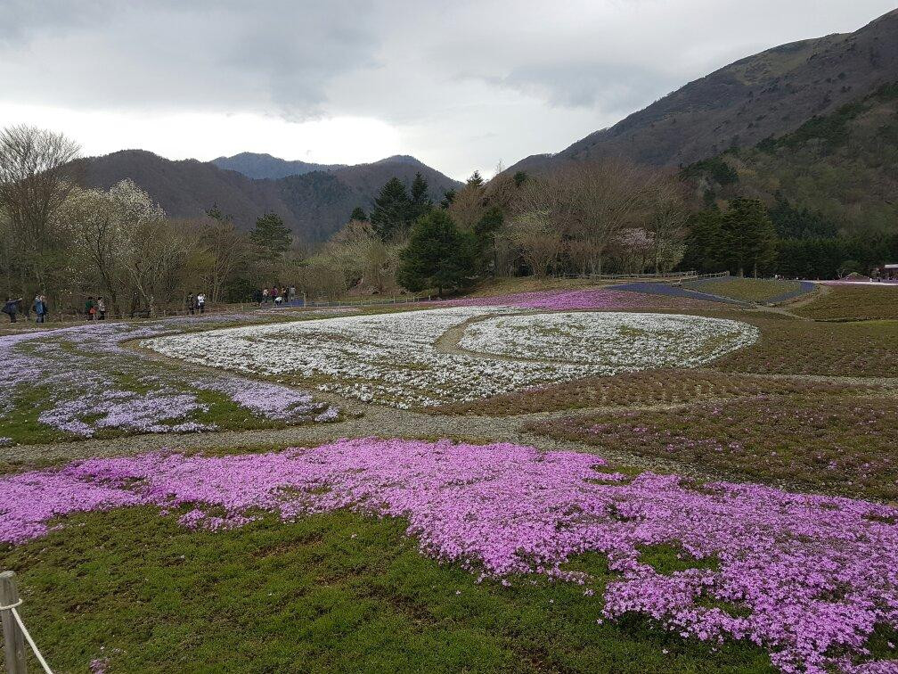 Shibazakura Matsuri-市贝町必去景点