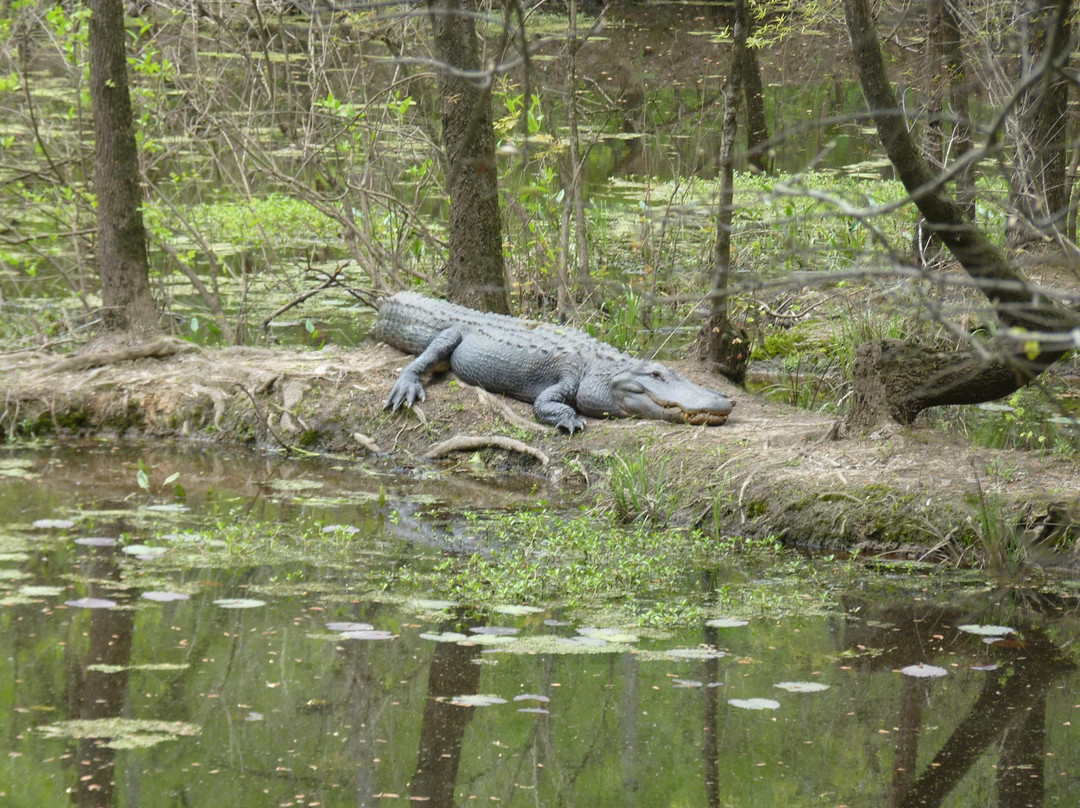 Congaree Creek Heritage Preserve-Cayce必去景点