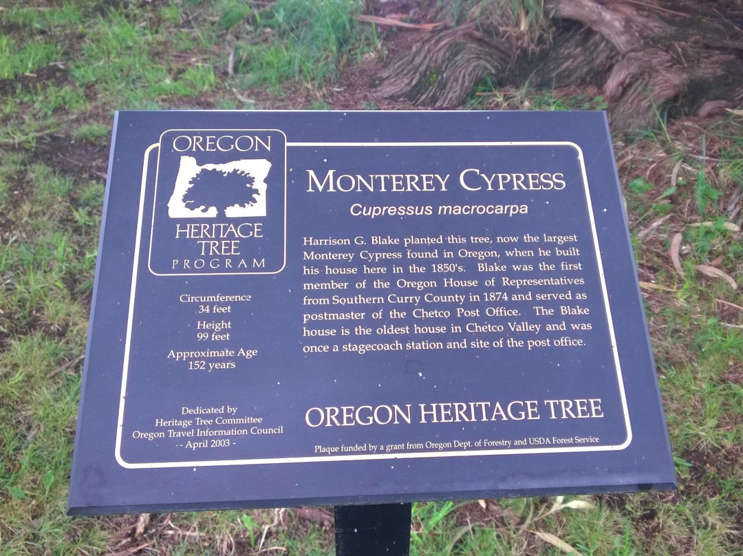 Oregon's Largest Monterey Cypress-布鲁金斯必去景点