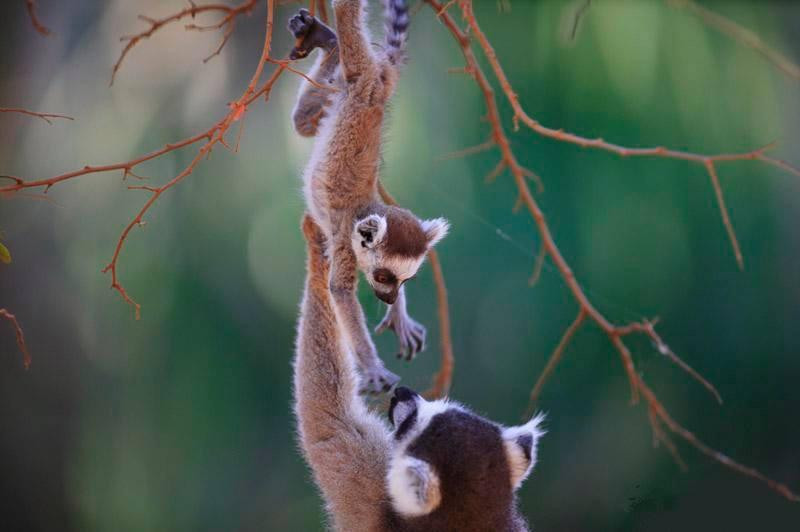 Madagascar Tropic Voyage景点图片