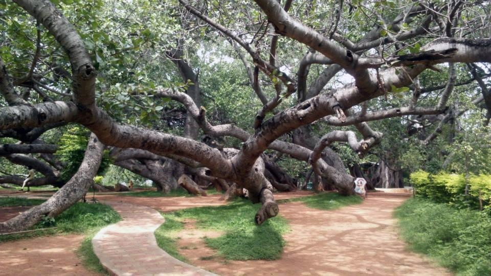Pillamarri Banyan Tree景点图片