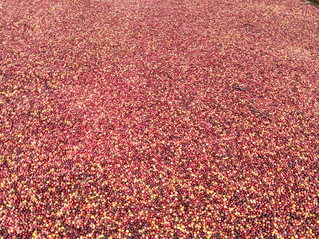 Spice Walk景点图片