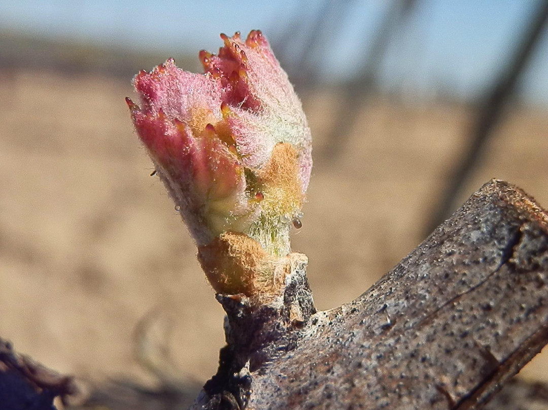 Bodega Cyan-Toro必去景点