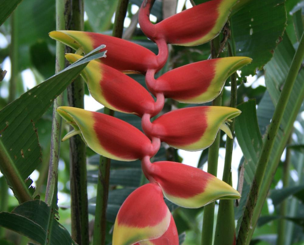 Cinco Ramas-洛斯奇莱斯必去景点