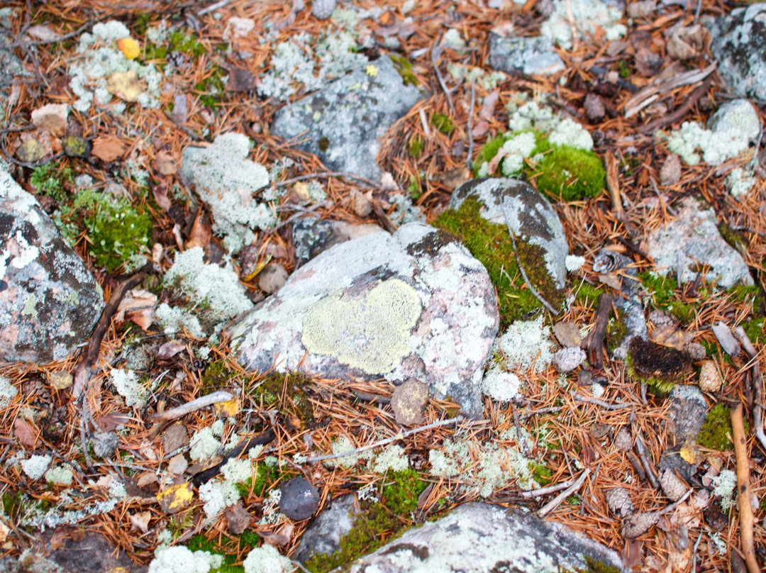 Balingeberget Nature Reserve-Luleå必去景点