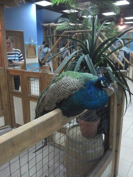 Touching Zoo A Pogladit Mozhno?-莫斯科必去景点