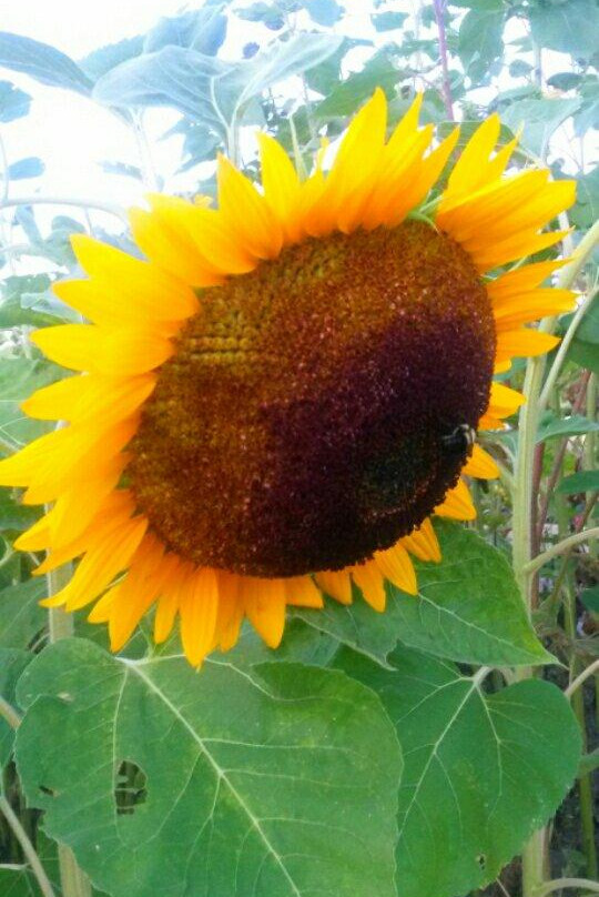 University of Illinois Arboretum-厄巴纳必去景点