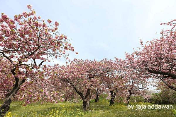 Matsumae Cherry Blossom Festival-松前町必去景点