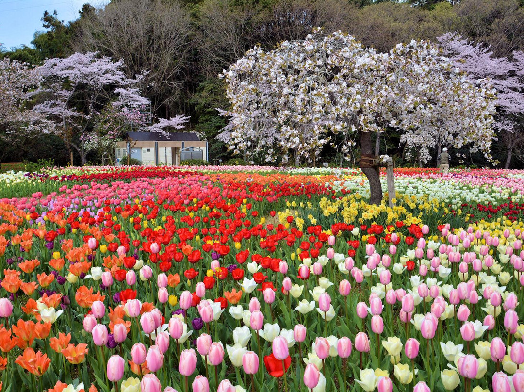 Hamamatsu Flower Park景点图片