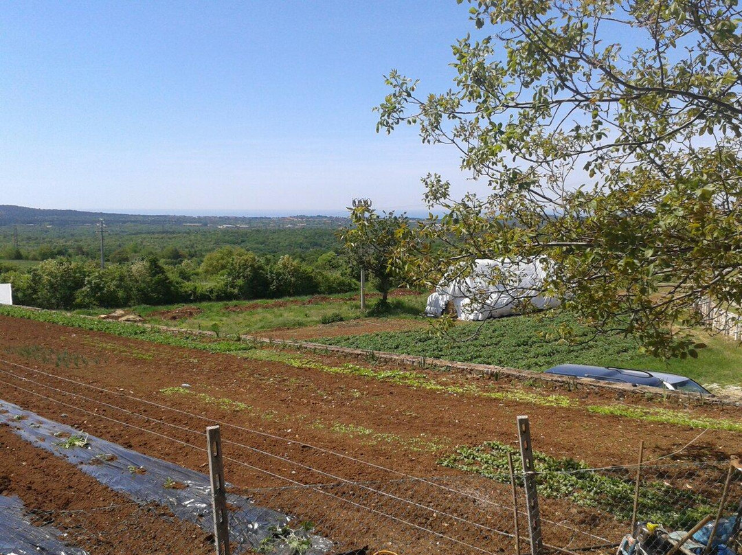 Azienda Agricola - Kmetija MILIC