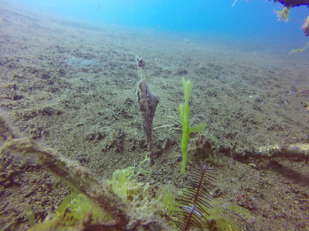 菲国海洋探索潜水中心-岛印必去景点