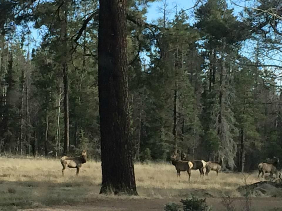 Apache-Sitgreaves National Forest-Springerville必去景点