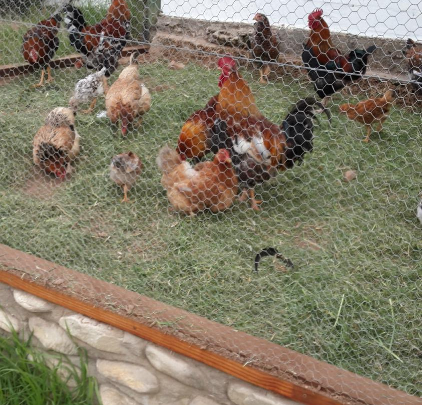 Ragels Rivier Guest Farm主图