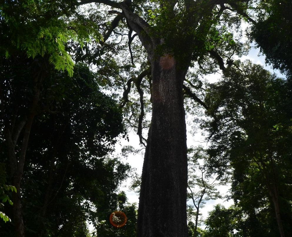 Parque Estadual Vassununga景点图片