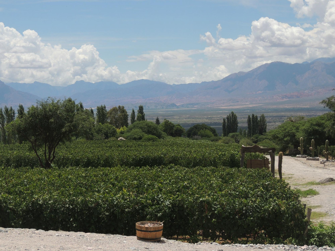 Bodega Domingo Molina景点图片