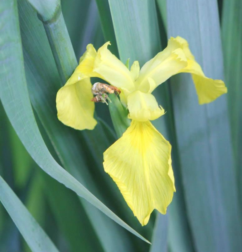 Oakville Indian Mounds Education Center-Danville必去景点