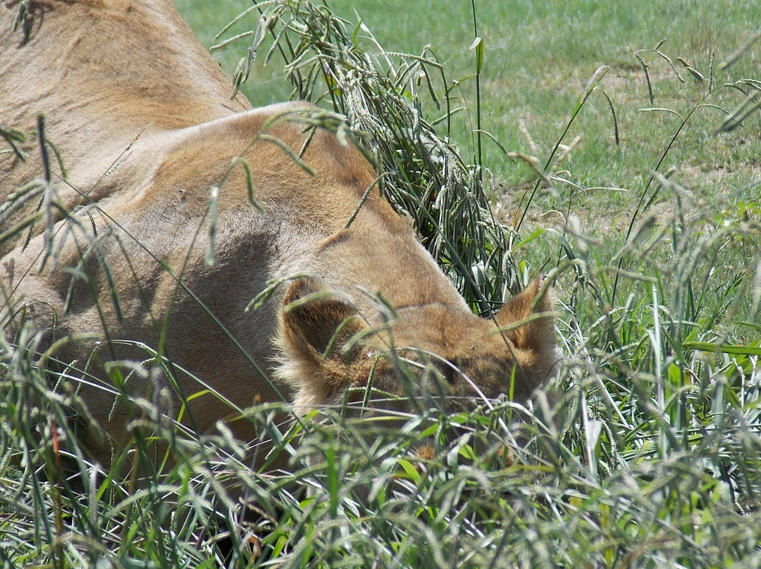Lion and Safari Park-Broederstroom必去景点