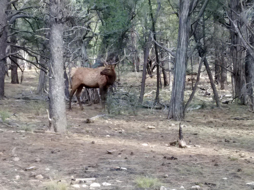 Kaibab Petroglyphs-威廉姆斯必去景点