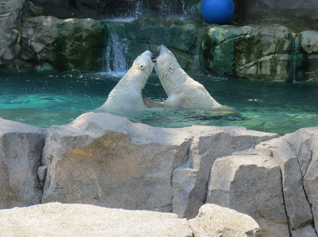 Cincinnati Zoo & Botanical Garden-辛辛那提必去景点