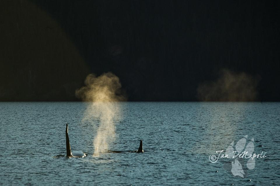 G'day Charters, LLC-瓦尔迪兹必去景点