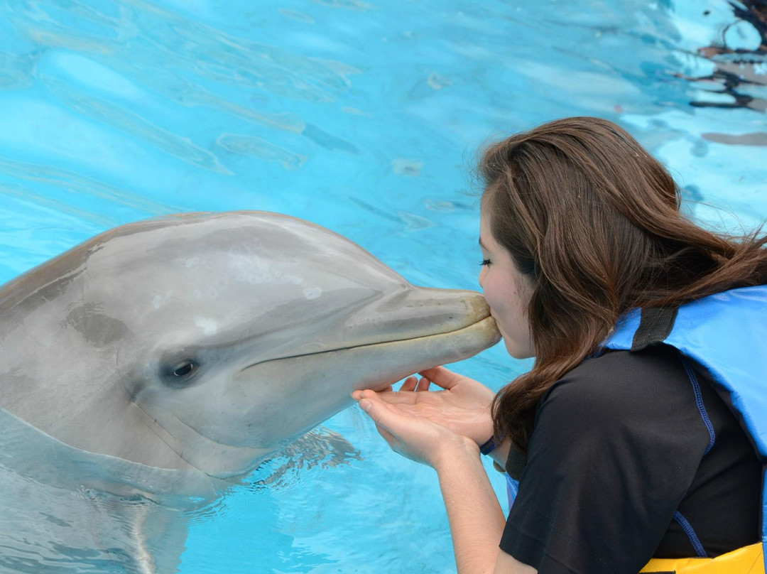Dolphin Discovery-墨西哥城必去景点