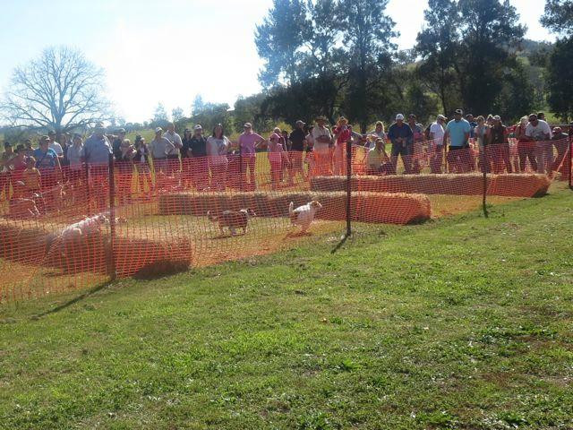 The Great Nundle Dog Race-Nundle必去景点