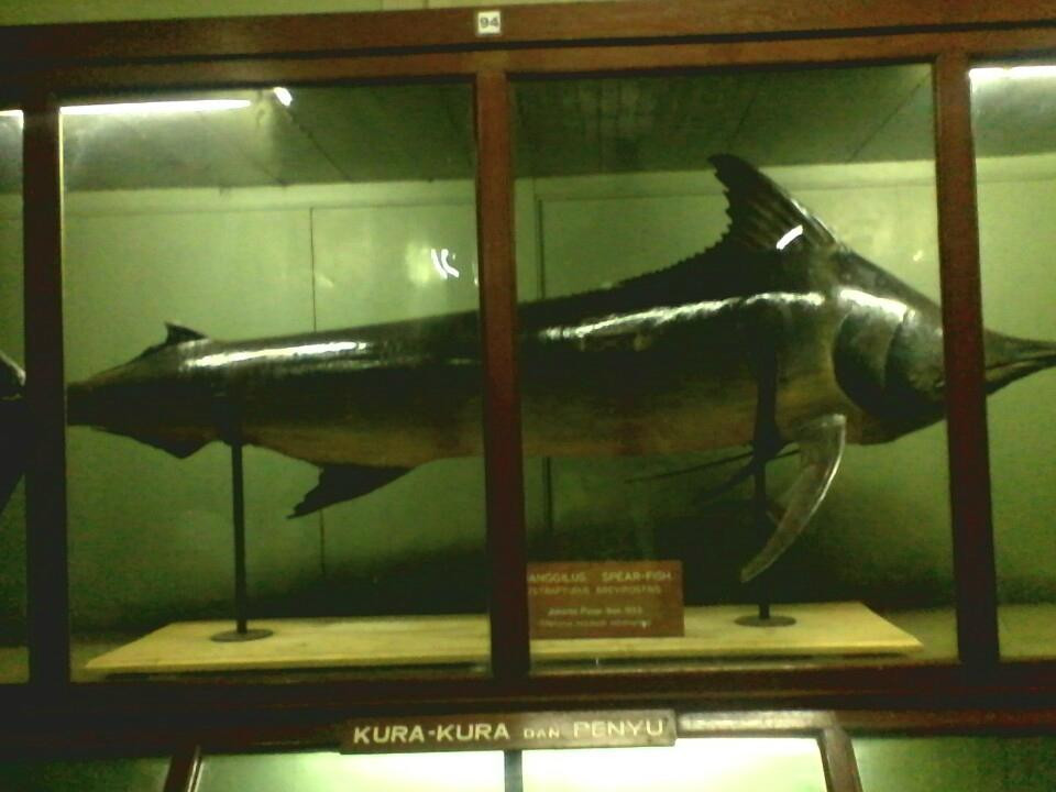 Museum Zoologi-茂物必去景点