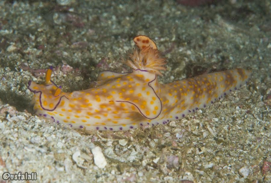 Nomad Ocean Adventures-Dibba Al Bay Ah必去景点