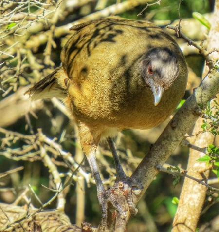 Estero Llano Grande State Park-Weslaco必去景点
