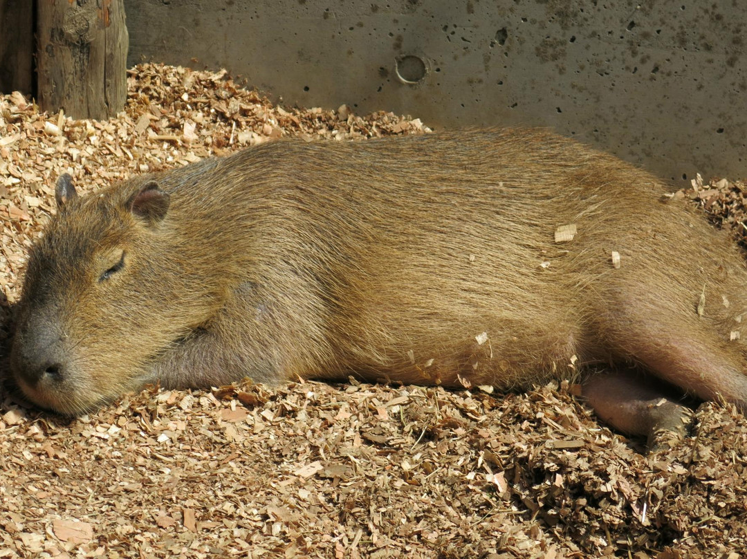 Suzaka City Zoo-须坂市必去景点