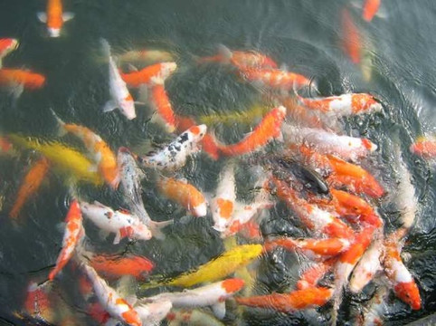 北湖公园-成都必去景点