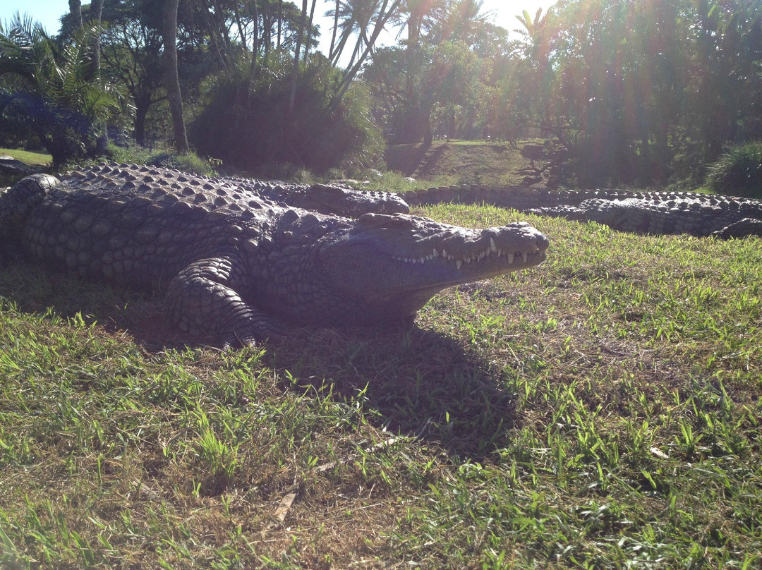 Crocworld Conservation Centre-Scottburgh必去景点