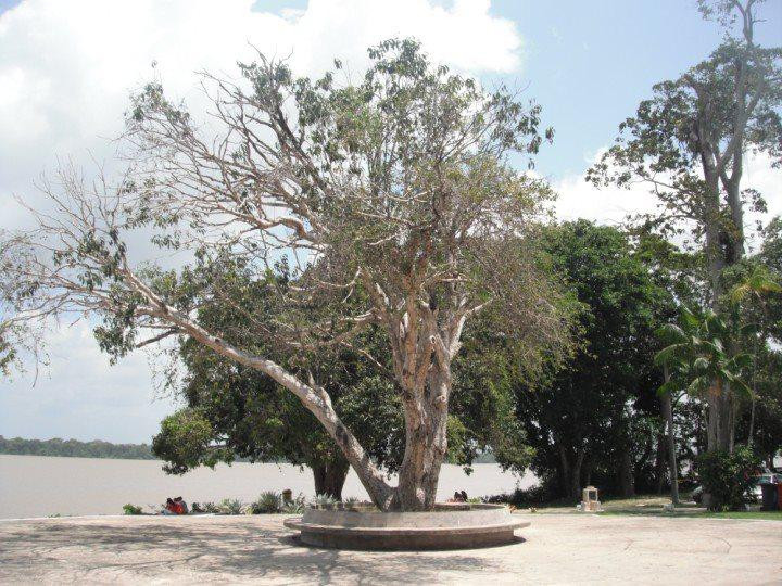 Universidade Federal do Pará-贝伦必去景点