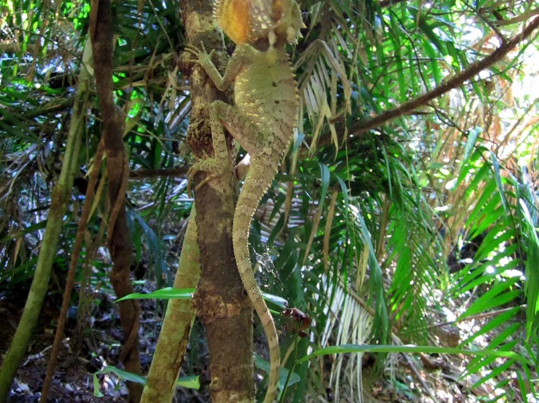 Mason's Tours-Cape Tribulation必去景点