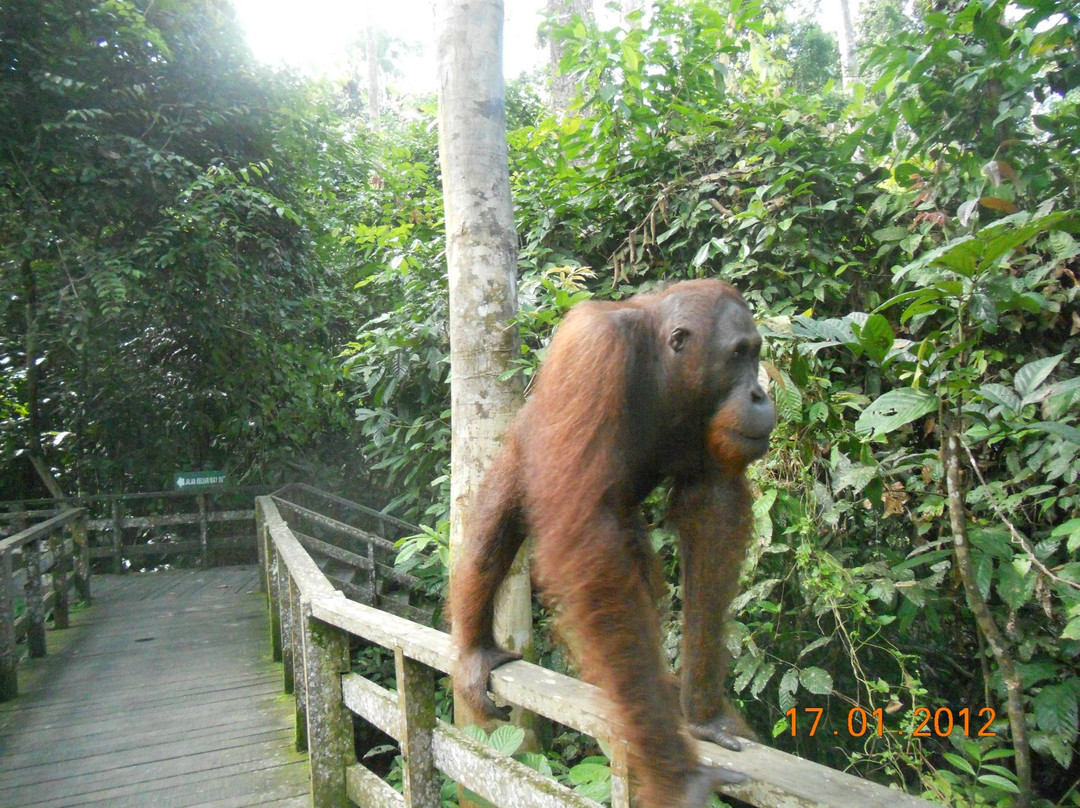 All Borneo Connection - Day Tours-亚庇必去景点